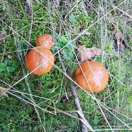 Vakantiehuis Izerski Poranek