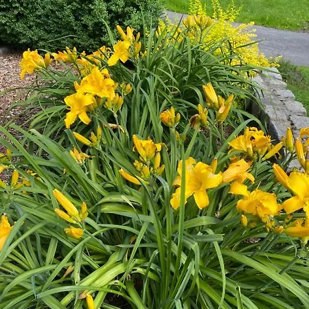 Vakantiehuis Izerski Poranek