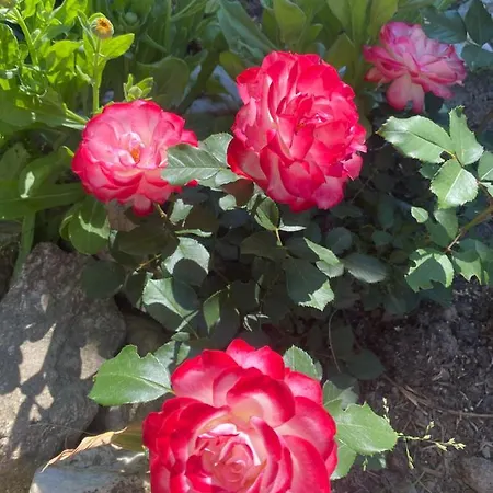 Izerski Poranek Vakantiehuis