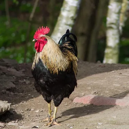 Vakantiehuis Izerski Poranek *