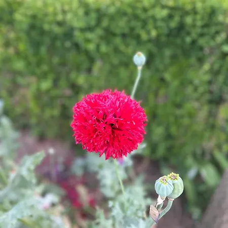 Izerski Poranek Vakantiehuis *