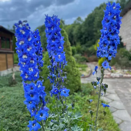 Izerski Poranek * Gryfów Śląski