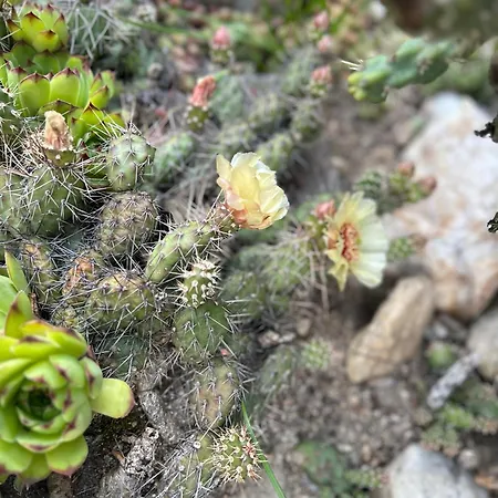 Vakantiehuis Izerski Poranek *