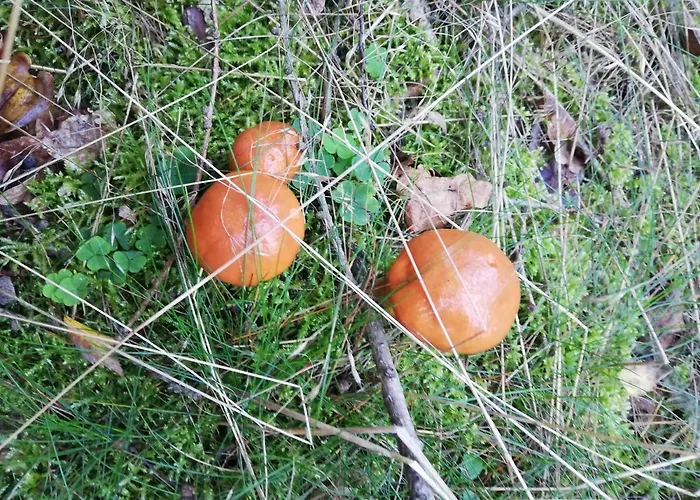 Holiday home Izerski Poranek