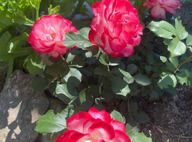 Izerski Poranek Holiday home