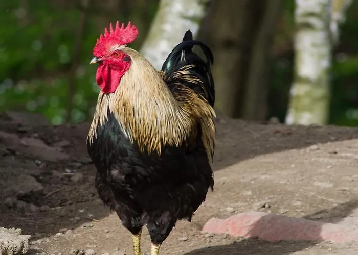 Holiday home Izerski Poranek *