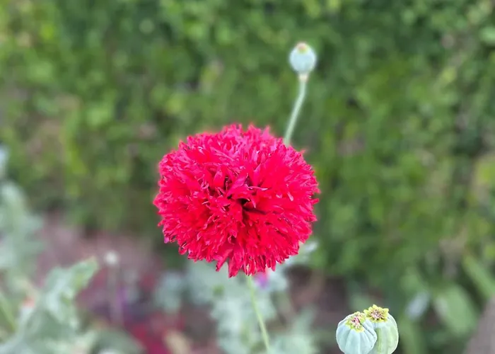 Izerski Poranek Holiday home *