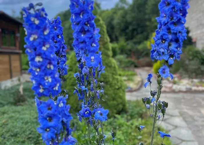 Izerski Poranek * Gryfow Slaski